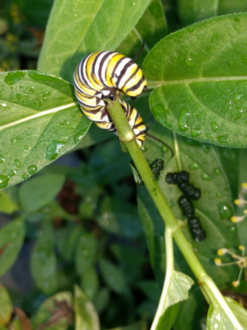 Monarch caterpillar on new milkweed plant