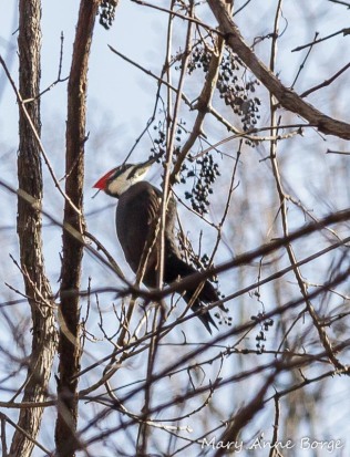 pileated-woodpecker-with-grapes-mary-anne-borge-the-natural-web-org