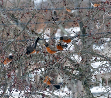 ROBINS EATING FRUIT IN JANUARY PHOTO BY RANDY CARONE.jpg