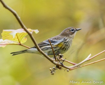 Yellow-rumped Warbler with Poison Ivy Fruit